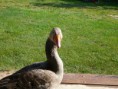/album/husa1/p1110581-800x600-jpg/